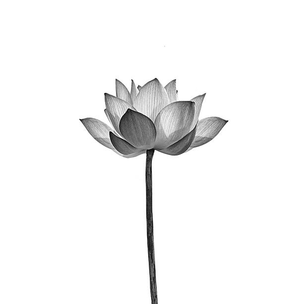 istock Lotus flower isolated on white background. 609948466