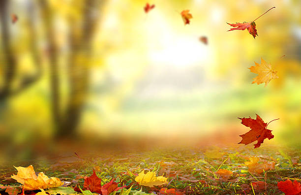 istock Beautiful  landscape with yellow trees,green grass and sun. Colo 609948568