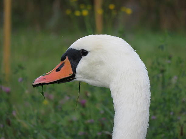 istock Head of swan with grass 609948594