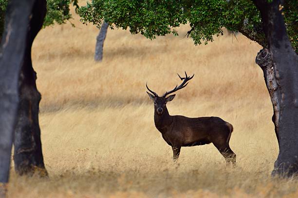 istock Adult red deer stag. 609948606