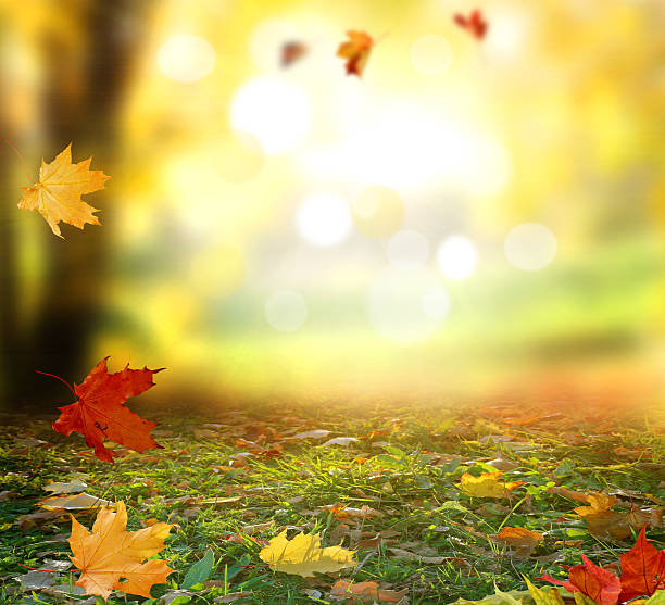 istock Beautiful  landscape with yellow trees,green grass and sun. Colo 609949486