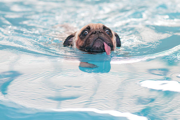 istock Cute dog Pug swim at a local public pool 609950176