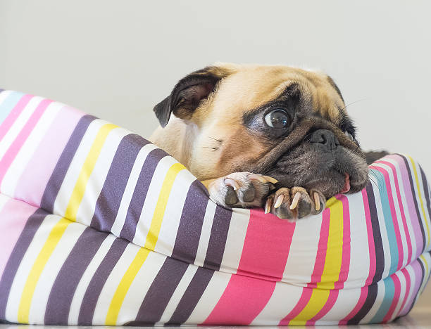istock Cute dog Pug puppy resting on bed and watching somethings 609950292
