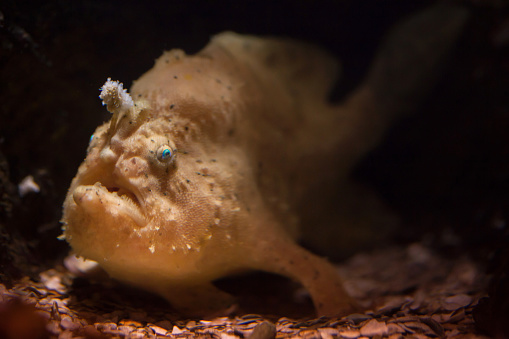 Striated frogfish (Antennarius striatus), also known as the hairy frogfish.