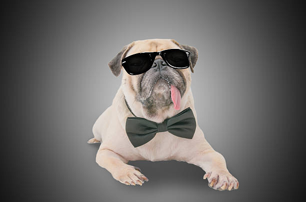 istock Smart pug dog with sunglasses and suit Bow Tie. 609950668