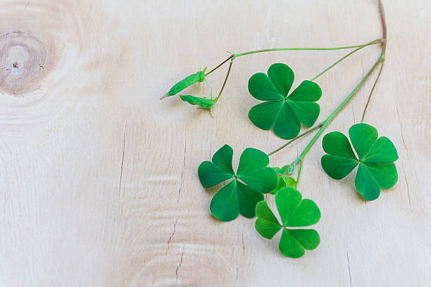 istock Clover on wooden floor. 609950780