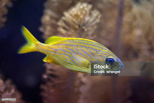 French Grunt Stock Photo - Download Image Now - Animal Wildlife, Animals In The Wild, Fish