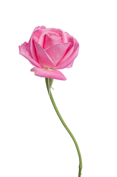 istock Beautiful fresh pink rose isolated on white background 609951262