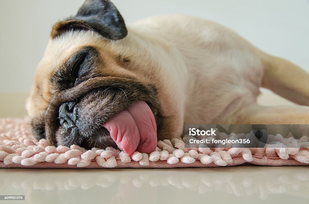 Funny Sleepy Pug Dog With Gum Eye Sleep On Floor Stock Photo - Download  Image Now - Dog, Tired, Pug - iStock