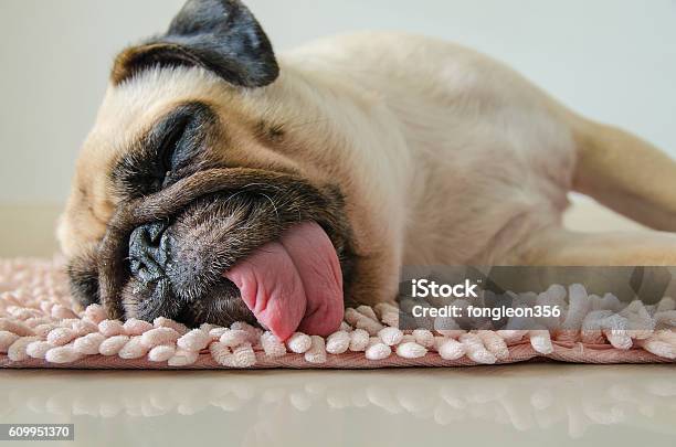 Funny Sleepy Pug Dog With Gum Eye Sleep On Floor Stock Photo - Download Image Now - Dog, Tired, Sneezing