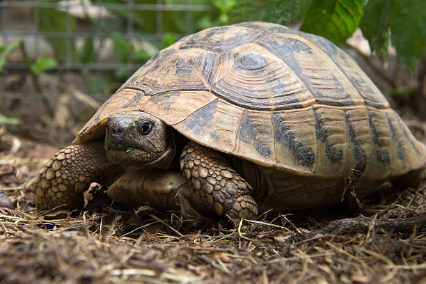 tortue aquatique  - turtle photos et images de collection