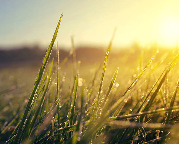 istock Frozen grass at sunrise close up. 609951462