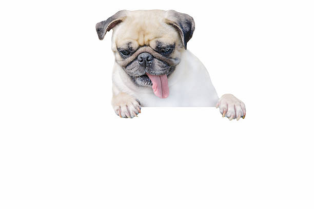 istock Isolated cute puppy dog pug look down with copy scape 609952428