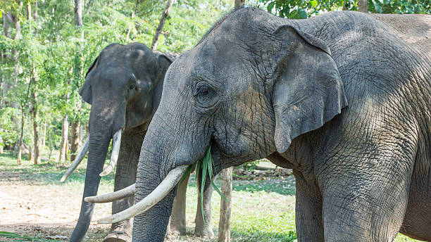 istock Two young elephant eating their food. 609953252