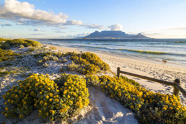 Table Mountain, South Africa The late afternoon light of the sun illuminates a carpet of bright yellow flowers growing so abundantly on the dunes of our western coastline. table mountain south africa stock pictures, royalty-free photos & images