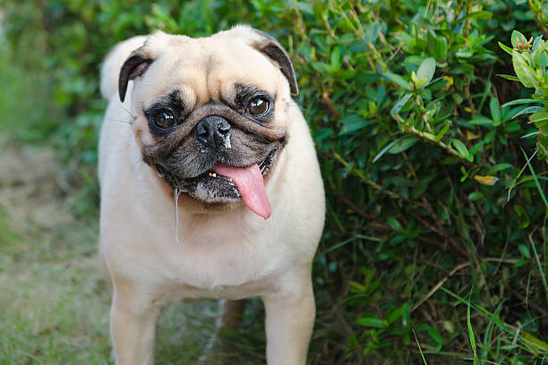 Close-up portrait cute dog puppy pug with saliva and snot Close-up portrait cute dog puppy pug with saliva and snot by Tongue Out and looking camera (like rabies) spit stock pictures, royalty-free photos & images