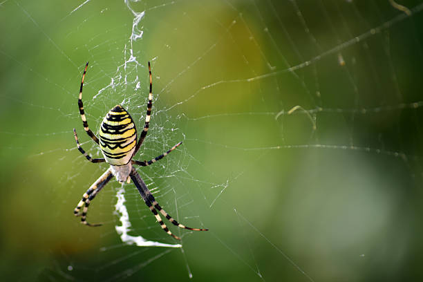 istock black and yellow garden spider 609954226