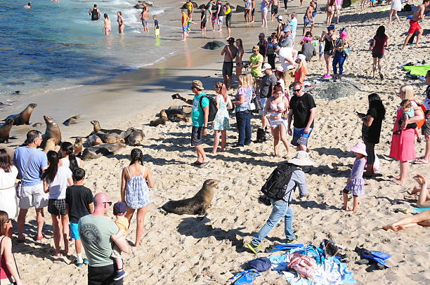 Sea Lions and people at La Jolla Cove, California La Jolla, California - April 18, 2016: People at La Jolla Cove taking photos of Sea Lions hauling out on the beach. In the past few years more and more Sea Lions are arriving to this beach neta degany stock pictures, royalty-free photos & images