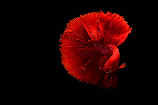 Photo of The Art of Siamese fighting betta fish movement black background