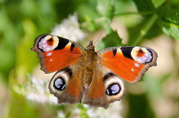 istock European Peacock butterfly, Inachis io 609956486