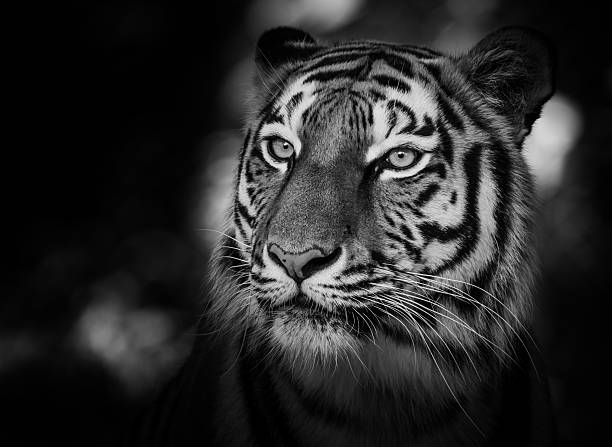istock Portrait of a siberian tiger 610004886