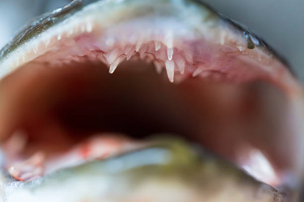istock Esox lucius - pike fish mouth and teeth close up 610005228