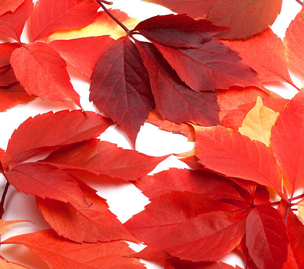 istock Scattered red autumn leaves. Virginia creeper leaves. 610006990