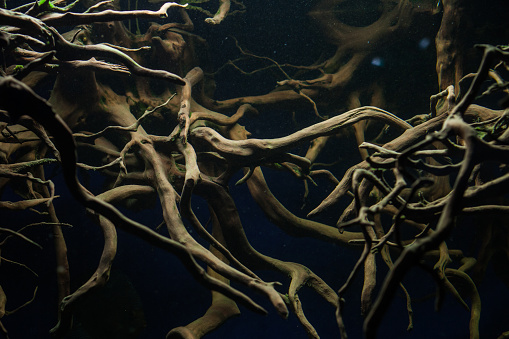 The roots of the aquarium for fish.