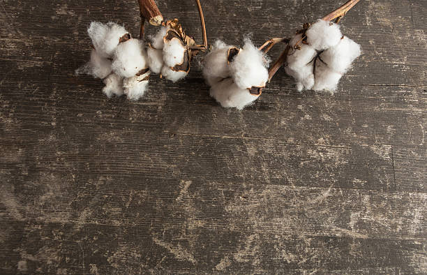 baumwoll-pflanzenblume auf holz - cotton plant dry branch stock-fotos und bilder
