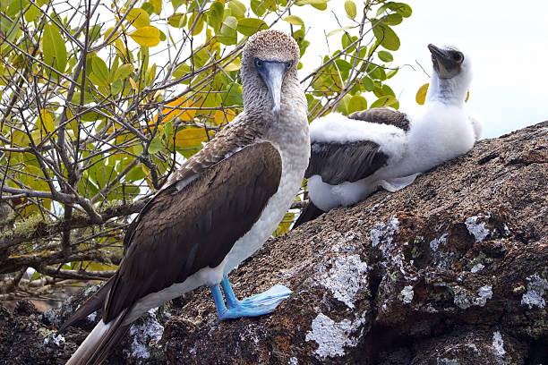 istock Blue-Footed Boobies in the Galapagos Islands 610009160