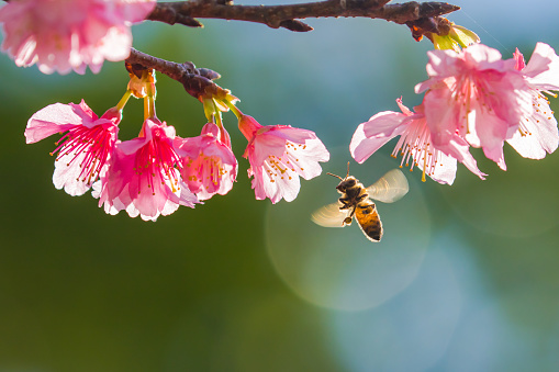 a bee on a blossoming cherry tree