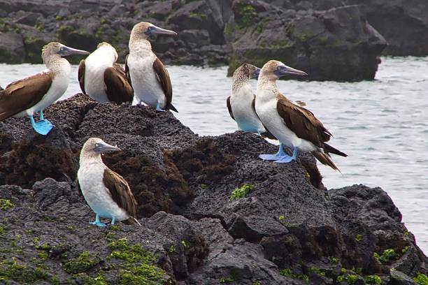 istock Blue-Footed Boobies in the Galapagos Islands 610009374