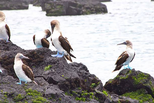 istock Blue-Footed Boobies in the Galapagos Islands 610009468