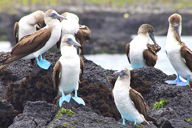Blue-Footed Boobies in the Galapagos Islands stock photo