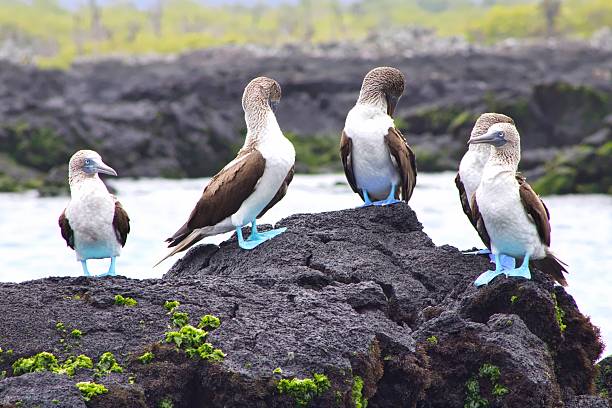 istock Blue-Footed Boobies in the Galapagos Islands 610009796