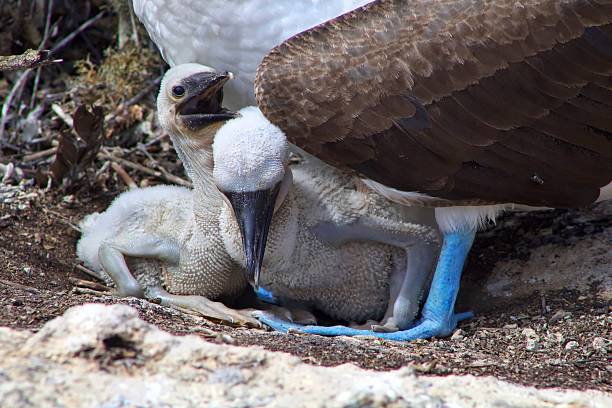 istock Blue-Footed Booby and Babies in the Galapagos Islands 610010328