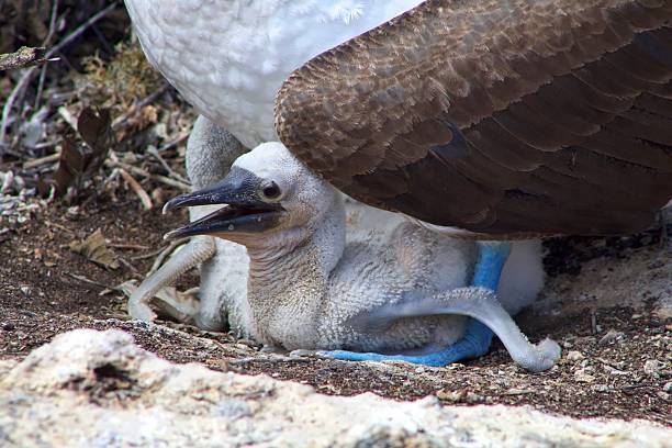 istock Blue-Footed Booby and Babies in the Galapagos Islands 610010414
