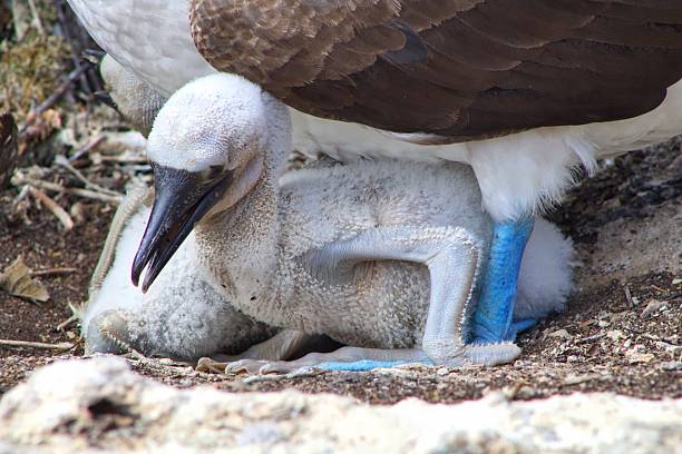 istock Blue-Footed Booby and Babies in the Galapagos Islands 610010500