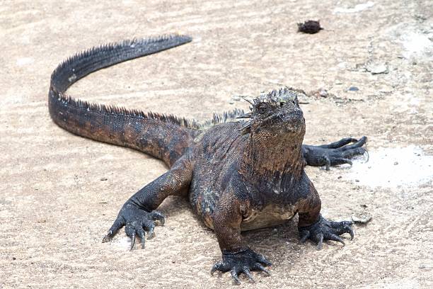 istock Marine Iguanas in the Galapagos Islands 610011742