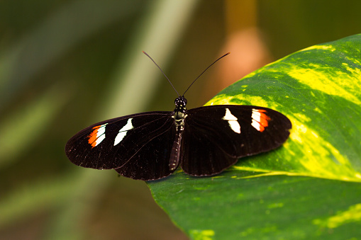 Tropical butterflies scarce bamboo page on the leaf. Macro photography of wildlife.