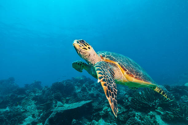 istock Hawksbill Sea Turtle in Indian ocean 610013802