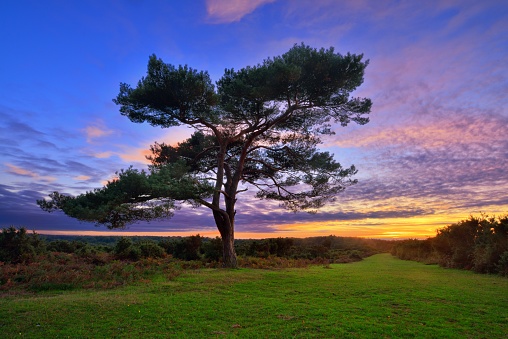 What a great end of my day in the New Forest, watching a lovely sunset next to the famous tree.