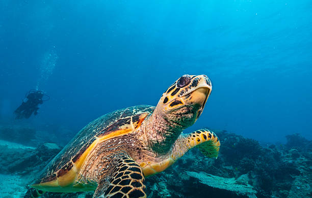 istock Hawksbill Sea Turtle in Indian ocean 610013838