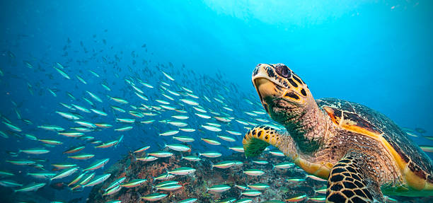 tortuga carey en el océano índico - hawksbill turtle fotografías e imágenes de stock