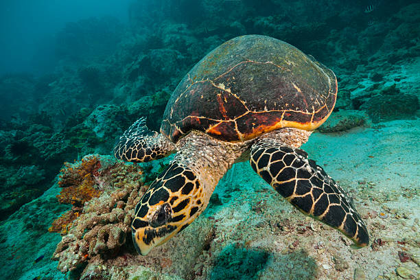 istock Hawksbill Sea Turtle in Indian ocean 610013978