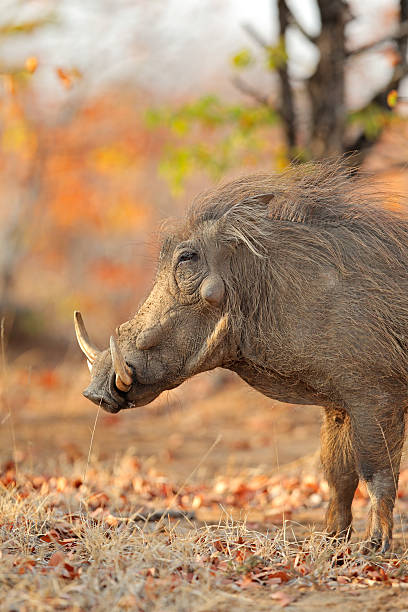 istock Warthog in natural habitat 610014106