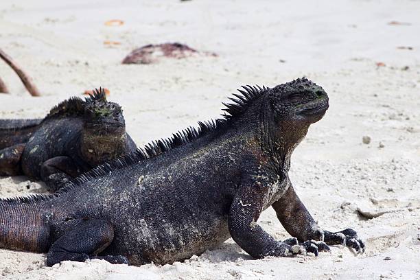 istock Marine Iguana in the Galapagos 610014208