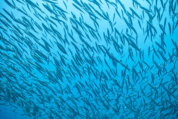 istock Flock of fish in ocean 610014434