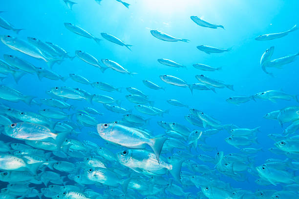 istock Flock of fish in ocean 610014612