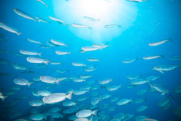 istock Flock of fish in ocean 610014722